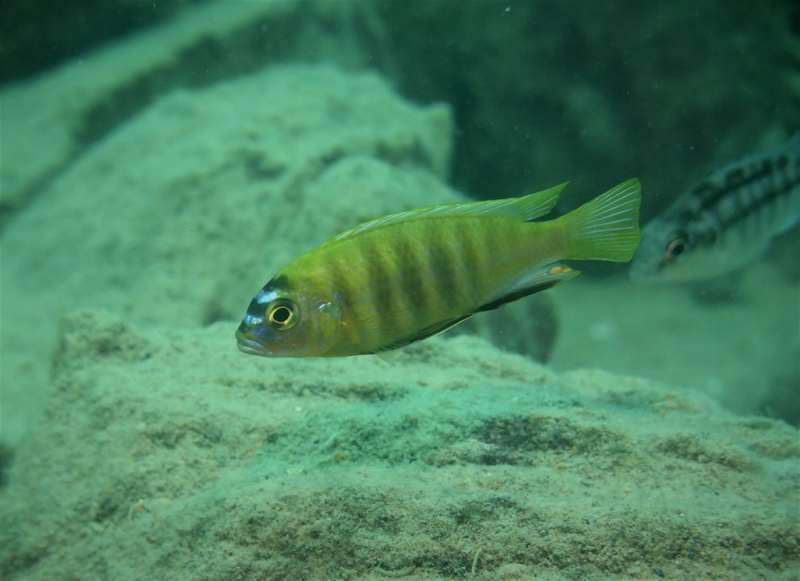 Maylandia sp. 'patricki' Mbenji Island